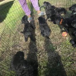 Giant Schnauzer Puppies from JAMG Schnauzers
