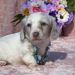 Pedro - Gray (blue) and cream male Dachshund puppy in Lincoln, Arkansas from Red Dirt Dachshunds