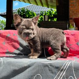 Genesis - Blue fawn male French Bulldog puppy in Miami, Oklahoma from Destiny Jones