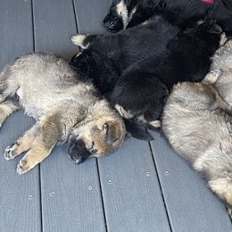 German Shepherd Puppies from Platzhirsch German Shepards