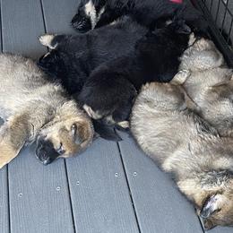 German Shepherd Puppies from Platzhirsch German Shepards