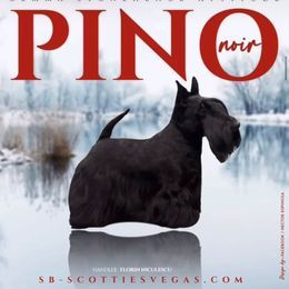 Pino Noir - Scottish Terrier