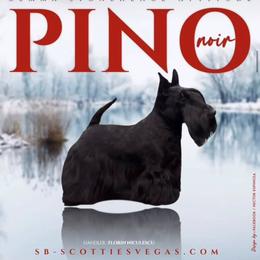 Pino Noir - Scottish Terrier
