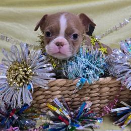 Lilac Boy - Lilac male Boston Terrier puppy in Corsicana, Texas from JT Bostons