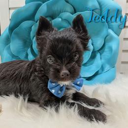 Teddy - Liver male Yorkshire Terrier puppy in Austin, Texas from Rhine Valley Yorkies