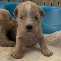 Sleepy - Wheaten female Miniature Schnauzer puppy in Brundidge, Alabama from Deez Pups Magnificent Schnauzers