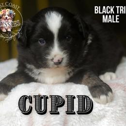 Cupid - Black tri male Miniature American Shepherd puppy in Ferndale, California from Lost Coast Aussies
