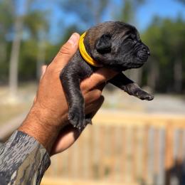 Yellow -Boy - Yellow male Leonberger puppy in Gilmanton, New Hampshire from Stonewall Leonbergers