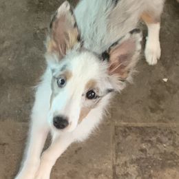Willow - TBD