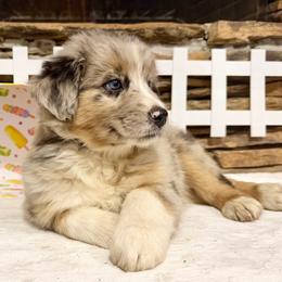 Maia - Blue merle female Australian Shepherd puppy in Red Springs, North Carolina from Julia Rose Ranch