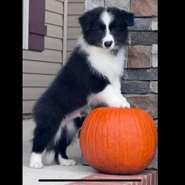 Coal - Black male Border Collie puppy in Dunn, North Carolina from Coylety Border Collies