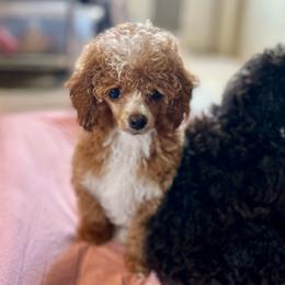 Topaz - Apricot male Poodle puppy in Ardmore, Oklahoma from The Poodles of Green Acres