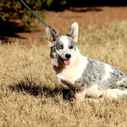 Tater - Pembroke Welsh Corgi
