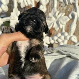Maltipoo Puppies from Sophies Babies