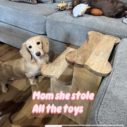Dixie - Dachshund