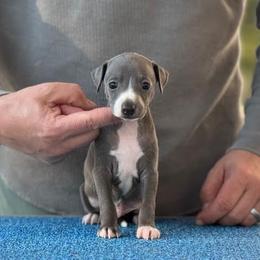 Boy 2 - Blue male Italian Greyhound puppy in Sugar Valley, Georgia from Pinnacle Farm and Kennel