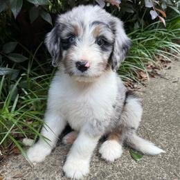 Steve Rogers- Captain America - male Australian Mountain Doodle puppy in Williamston, South Carolina from Sassy Bob’s Dogs