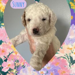 Sunny - Parti female Goldendoodle puppy in Danville, Virginia from Stella’s Stunning Goldendoodles of VA