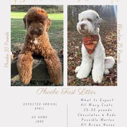 Goldendoodle puppies from Lovabledoodles