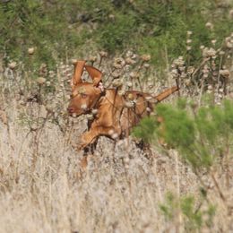 German Shorthaired Pointer and Vizsla Puppies from Big Country Kennels
