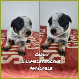 Girl 1 - Blue female Australian Cattle Dog puppy in Bradford, Arkansas from Cedar Rock Heelers and Kelpies