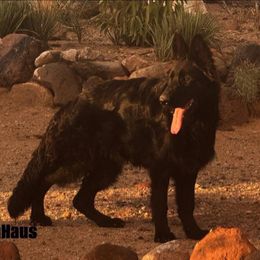 Xander - Black male German Shepherd puppy in Wickenburg, Arizona from Vom AshtonHaus German Shepherds
