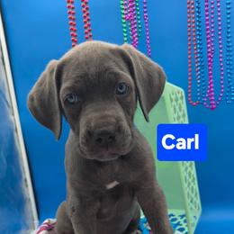 Carl - Gray brindle male Cane Corso puppy in Princeton, Minnesota from God Of War Cane Corso