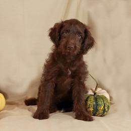 Aphrodite - Red female Aussiedoodle puppy in Colonial Beach, Virginia from Bristol Mine Kennels