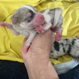 Pomsky Puppies from Pomsky‘s Palace