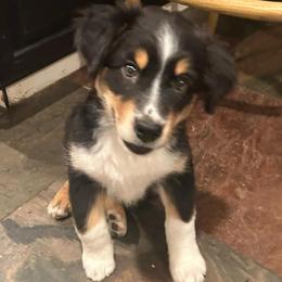 Kobe - Black tri male Miniature Australian Shepherd puppy in Shingle Springs, California from Dream Dog Mini Aussies