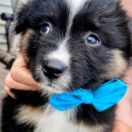 BLUEBERRY - Black tri male Miniature American Shepherd puppy in Rensselaerville, New York from Callen Kennels