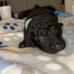 Goldendoodle and Poodle Puppies from Southern Stroll Poodles & Doodles