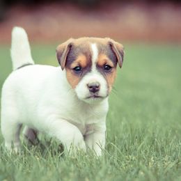 Jack Russell Terrier Puppies from Little Eden Jack Russell Terriers