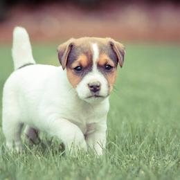 Jack Russell Terrier Puppies from Little Eden Jack Russell Terriers