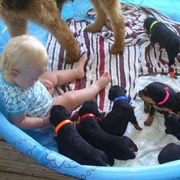 Airedale Terrier Puppies from Airedale Acres