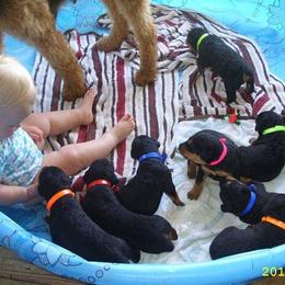 Airedale Terrier Puppies from Airedale Acres