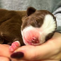 Fiyero - Red male Miniature American Shepherd puppy in Smithville, Arkansas from Cooper Creek Aussies