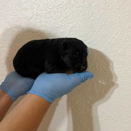 Champ - Black and red male German Shepherd puppy in Quartz Hill, California from Von Gonzalez Kennel
