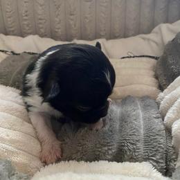 Tom Cruz - Black and white male Chihuahua puppy in Red Bluff, California from Aye Chihuahua