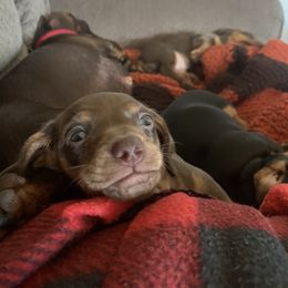 Dachshund Puppies from Howard's Hillside Farms