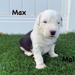MAX - Gray and white male Old English Sheepdog puppy in Blackfoot, Idaho from What the Fluff Old English Sheepdog