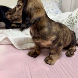 Ivy - Dachshund