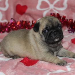 Cola - Fawn male Pug puppy in Tuscola, Illinois from Dream on puppies