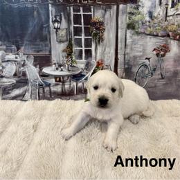 Anthony - Light golden male Golden Retriever puppy in Conroe, Texas from Tails of Cypress