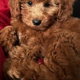 Goldendoodles from Gingerdoodles