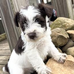 Girl 2 - Parti female Miniature Schnauzer puppy in Dunlap, Tennessee from Beards of Glory