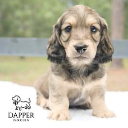 Tater - Cream male Dachshund puppy in Zephyrhills, Florida from Dapper Doxies