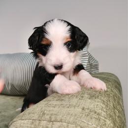 Reef - Gorgeous Girl - Tri-color female Bernedoodle puppy in Bowling Green, Ohio from Windy Creek Doodles