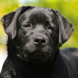 Labrador Retrievers from Caerleon Ranch
