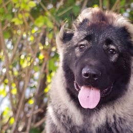 Caucasian Shepherd Dogs from Guardian Angel Caucasian Shepherds